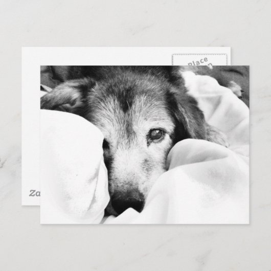 Carte Postale chien endormi sur le caisson de lit noir blanc (Devant / Derrière)