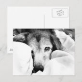 Carte Postale chien endormi sur le lit câlin noir blanc (Devant / Derrière)