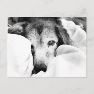 Carte Postale chien endormi sur le lit câlin noir blanc