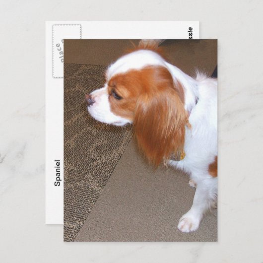 Carte postale Chien Espagnol (Devant / Derrière)