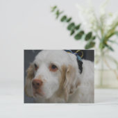 Carte postale Chien Espagnol de compostage (Debout devant)