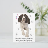 Carte Postale Chien espagnol Springer anglais (Debout devant)