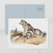 Carte Postale Chien Esquimaux (Canis familiaris) de l'Amérique d (Devant / Derrière)