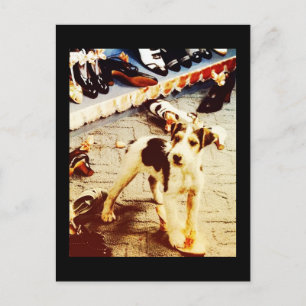 Carte Postale Chien et chaussures
