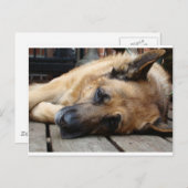 Carte Postale Chien fatigué (Devant / Derrière)