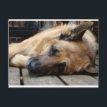 Carte Postale Chien fatigué<br><div class="desc">Un berger allemand heureux s'est évanoui,  faisant des bruits de neige sur le pont.</div>