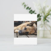 Carte Postale Chien fatigué (Debout devant)