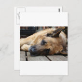 Carte Postale Chien fatigué (Devant / Derrière)