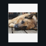 Carte Postale Chien fatigué<br><div class="desc">Un berger allemand heureux s'est évanoui,  faisant des bruits de neige sur le pont.</div>