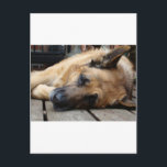 Carte Postale Chien fatigué<br><div class="desc">Un berger allemand heureux s'est évanoui,  faisant des bruits de neige sur le pont.</div>