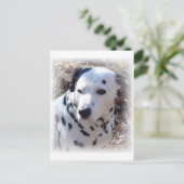 Carte postale Chien-Feu Dalmatien (Debout devant)