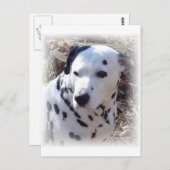 Carte postale Chien-Feu Dalmatien (Devant / Derrière)