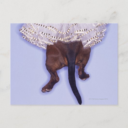 Carte Postale Chien habillé (Devant)