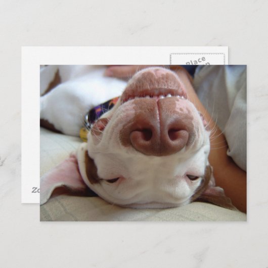 Carte Postale Chien heureux (Devant / Derrière)