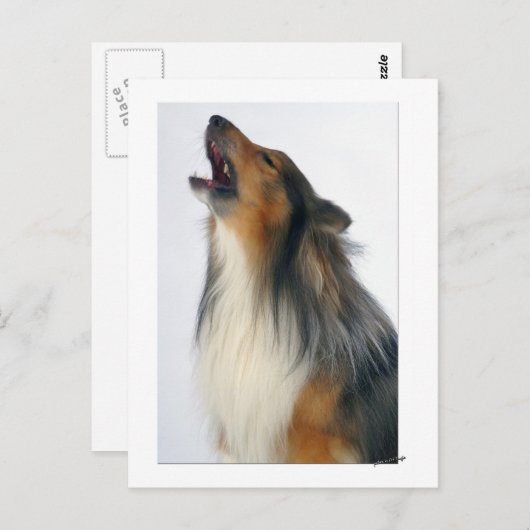 Carte Postale chien hurlant (Devant / Derrière)