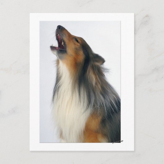 Carte Postale chien hurlant (Devant)