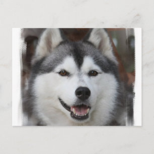 Carte postale Chien Husky