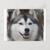 Carte postale Chien Husky (Devant)