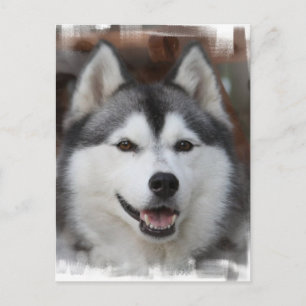 Carte postale Chien Husky