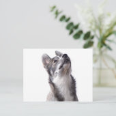 Carte Postale Chien Husky (Debout devant)