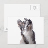 Carte Postale Chien Husky (Devant / Derrière)