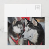 Carte Postale Chien husky avant une course, Canada (Devant / Derrière)