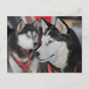 Carte Postale Chien husky avant une course, Canada