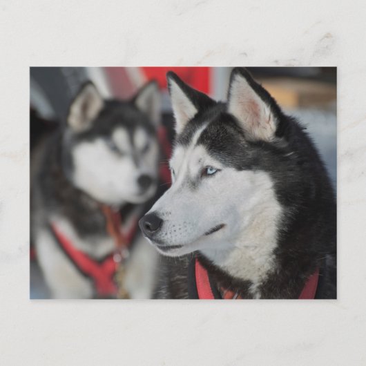 Carte Postale Chien husky avant une course, Canada (Devant)
