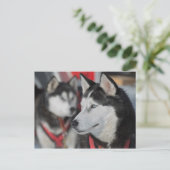 Carte Postale Chien husky avant une course, Canada (Debout devant)