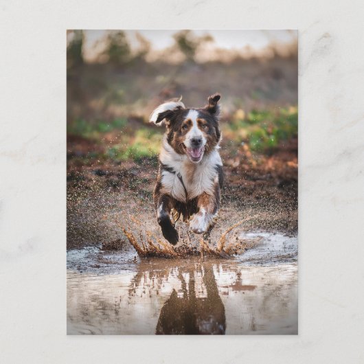 Carte Postale Chien IA (Devant)