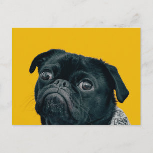 Carte Postale chien jaune