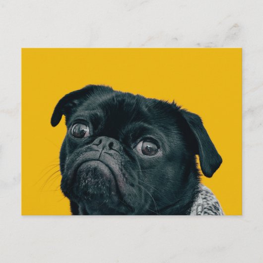 Carte Postale chien jaune (Devant)