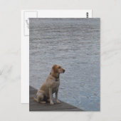 Carte Postale Chien jaune sur quai (Devant / Derrière)