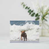 Carte Postale Chien - Je Viens... (Debout devant)