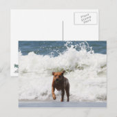 Carte Postale Chien - Je Viens... (Devant / Derrière)