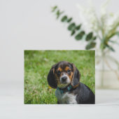 Carte Postale Chien joueur dans l'herbe (Debout devant)