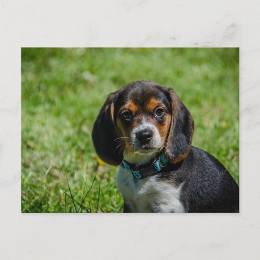 Carte Postale Chien joueur dans l'herbe (Devant)