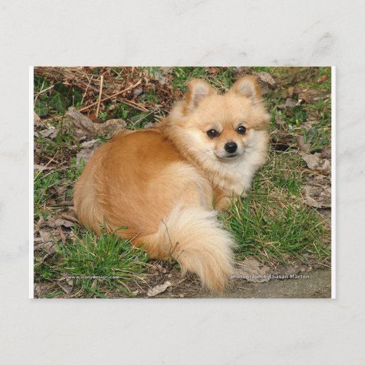 Carte Postale Chien Kleinspitz allemand (Devant)