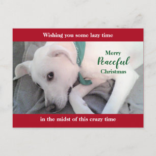 Carte Postale Chien Labrador Blanc Mignon Fainéant Rouge Noël Va
