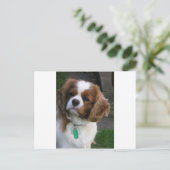 Carte Postale Chien Le Plus Coupé Du Monde (Debout devant)