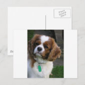 Carte Postale Chien Le Plus Coupé Du Monde (Devant / Derrière)