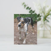 Carte Postale Chien Léopard de Louisiane (Debout devant)