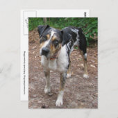 Carte Postale Chien Léopard de Louisiane (Devant / Derrière)