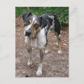 Carte Postale Chien Léopard de Louisiane