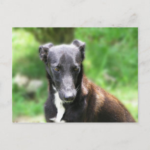 Carte Postale Chien Lévrier Gris et Blanc