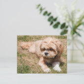 Carte Postale Chien Lhasa Apso (Debout devant)