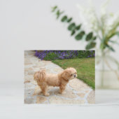 Carte Postale Chien Lhasa Apso dans un jardin (Debout devant)