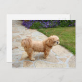 Carte Postale Chien Lhasa Apso dans un jardin (Devant / Derrière)