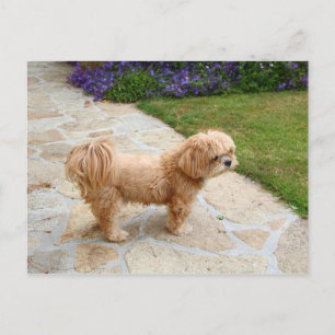 Carte Postale Chien Lhasa Apso dans un jardin