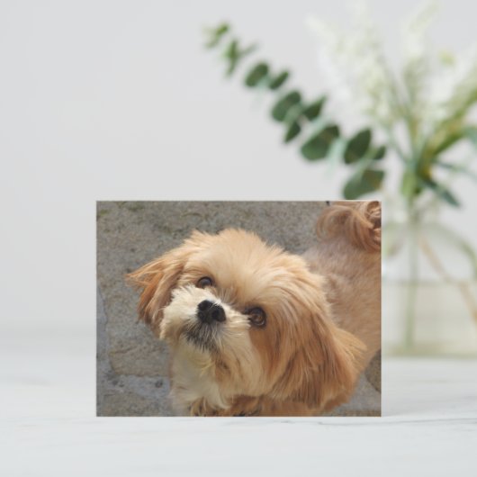 Carte Postale Chien Lhasa Apso dans un jardin (Debout devant)